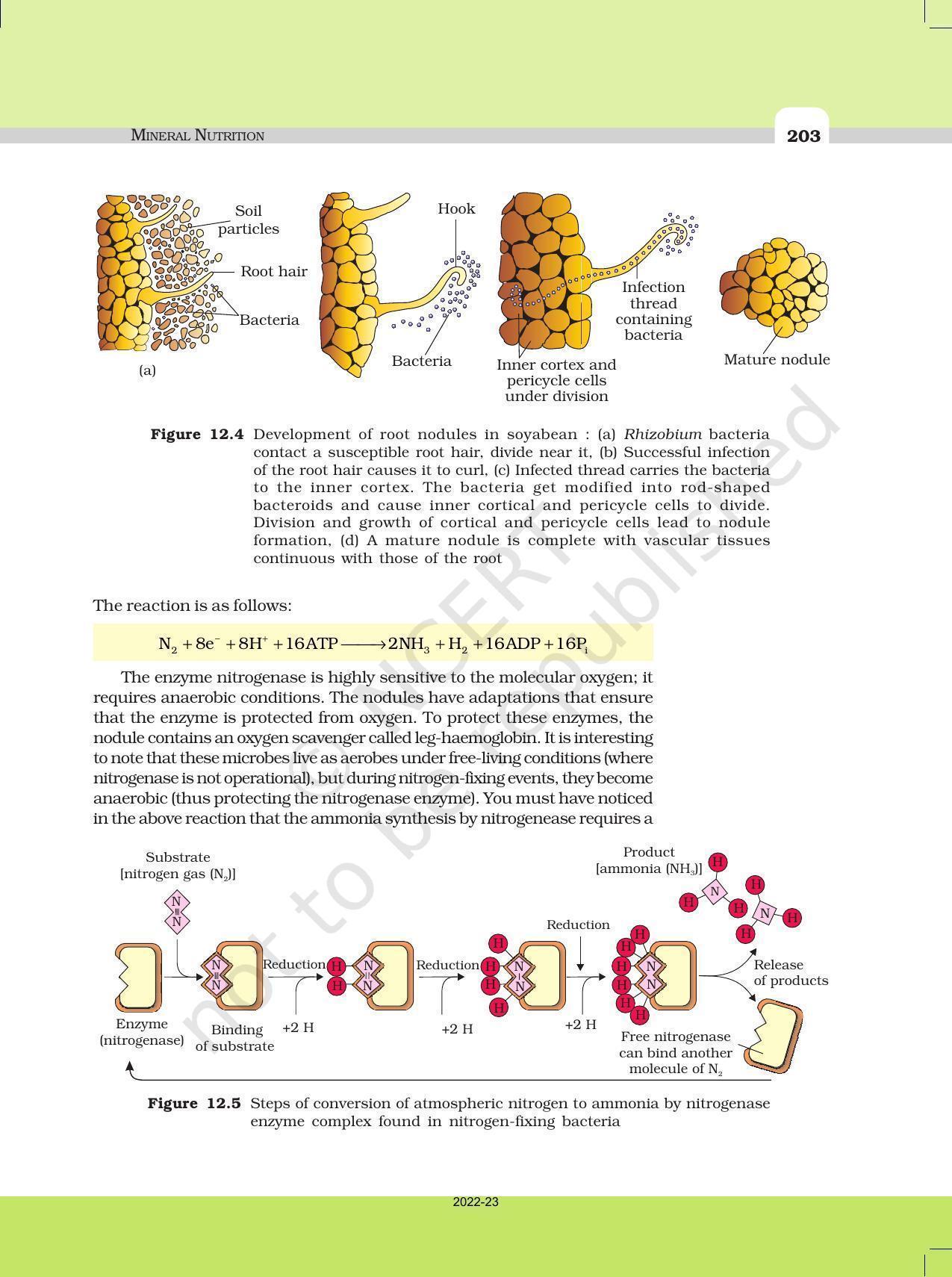 NCERT Book For Class 11 Biology Chapter 12 Mineral Nutrition