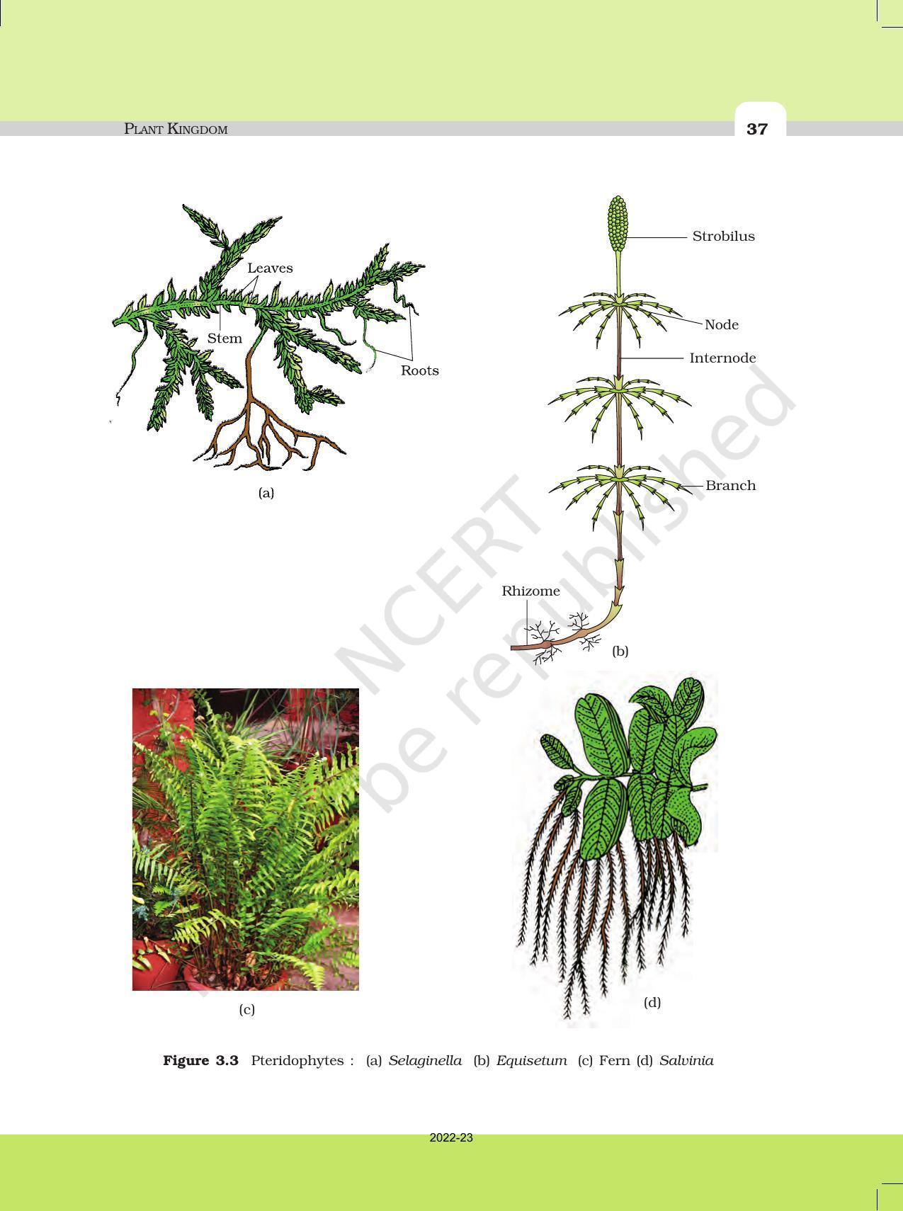 NCERT Book For Class 11 Biology Chapter 3 Plant Kingdom