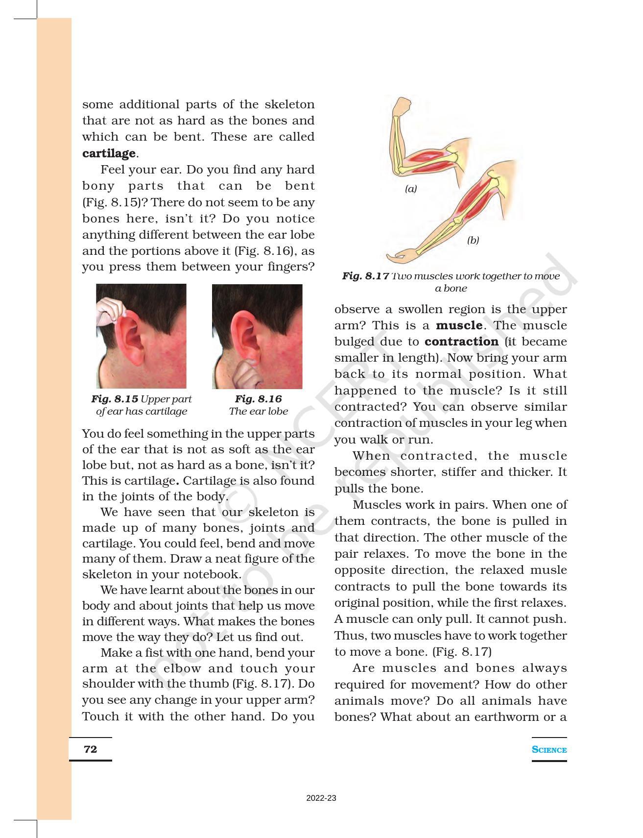 NCERT Book For Class 6 Science: Chapter 8-Body Movement - IndCareer Schools