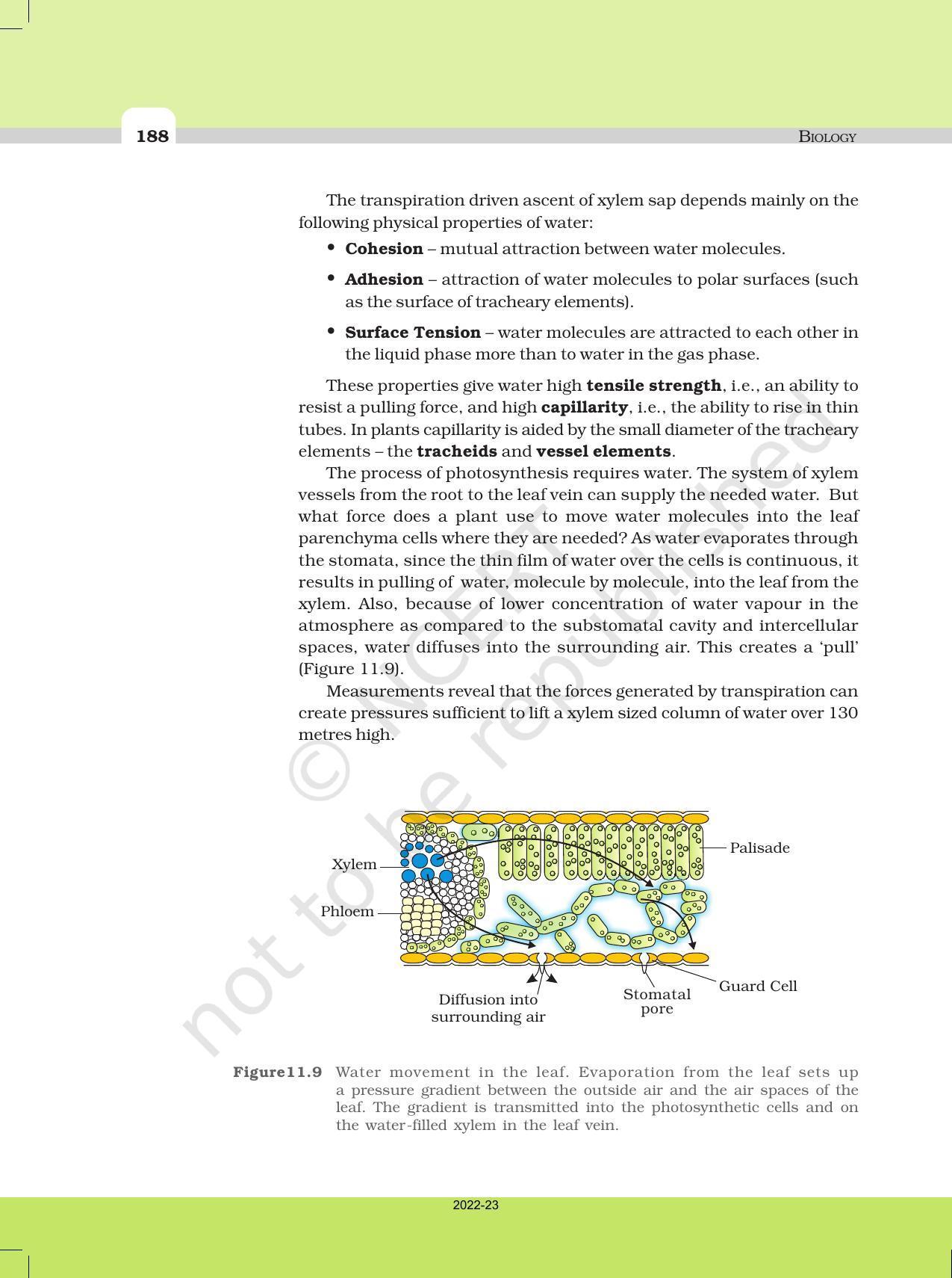 NCERT Book for Class 11 Biology Chapter 11 Transport in Plants - Page 16