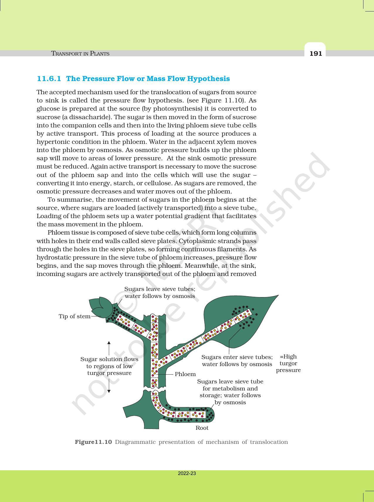 NCERT Book for Class 11 Biology Chapter 11 Transport in Plants - Page 19
