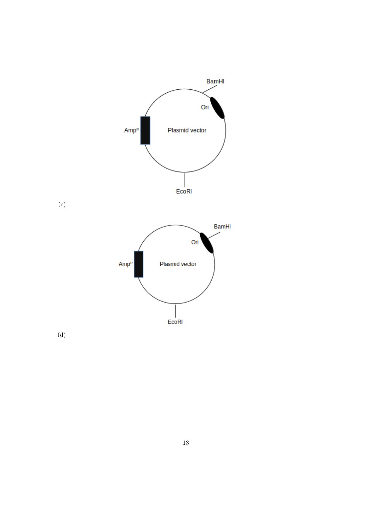 IISER Aptitude Test 2024 Answer Key - Page 14