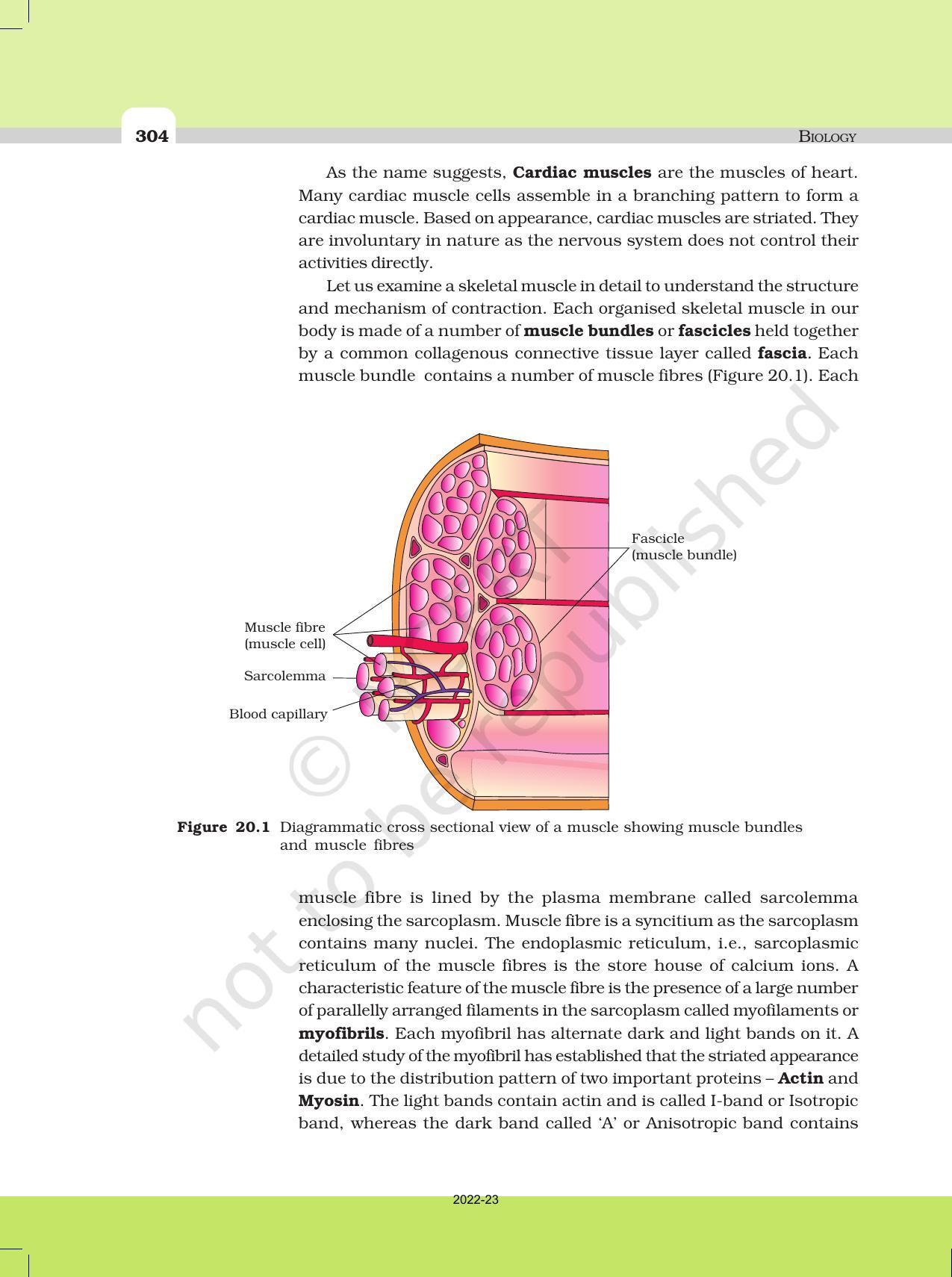 NCERT Book For Class 11 Biology Chapter 20 Locomotion