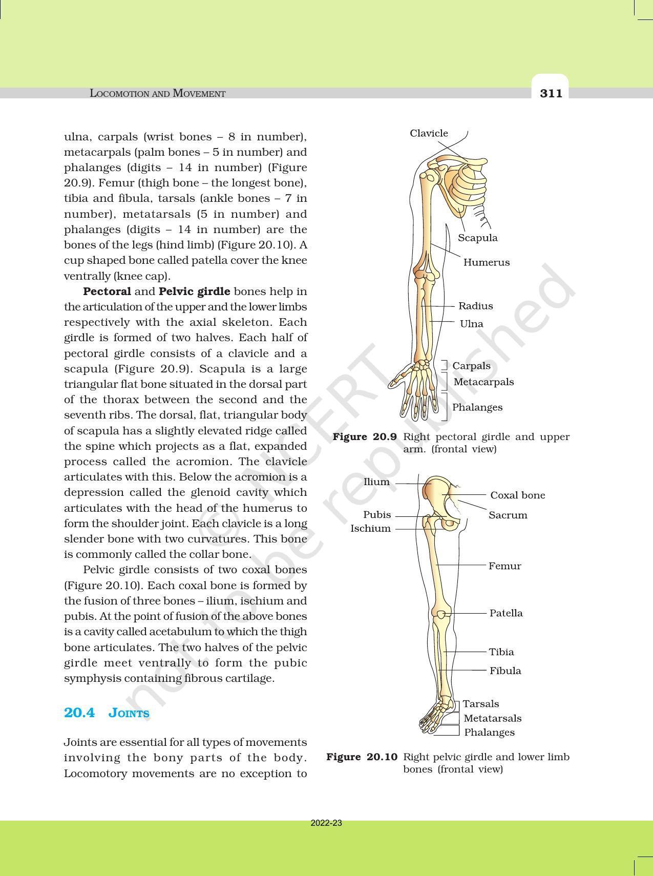 NCERT Book For Class 11 Biology Chapter 20 Locomotion