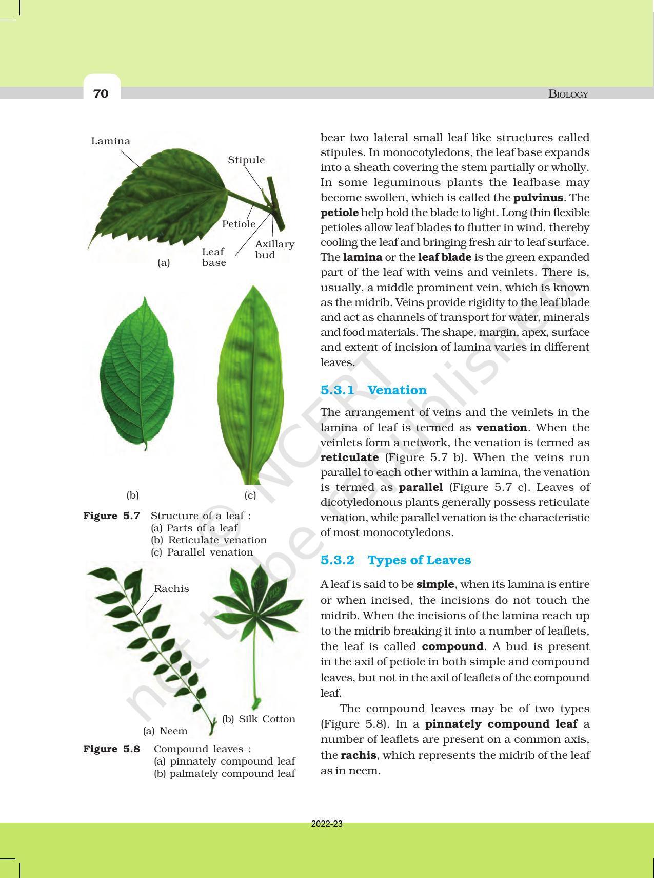 NCERT Book For Class 11 Biology Chapter 5 Morphology