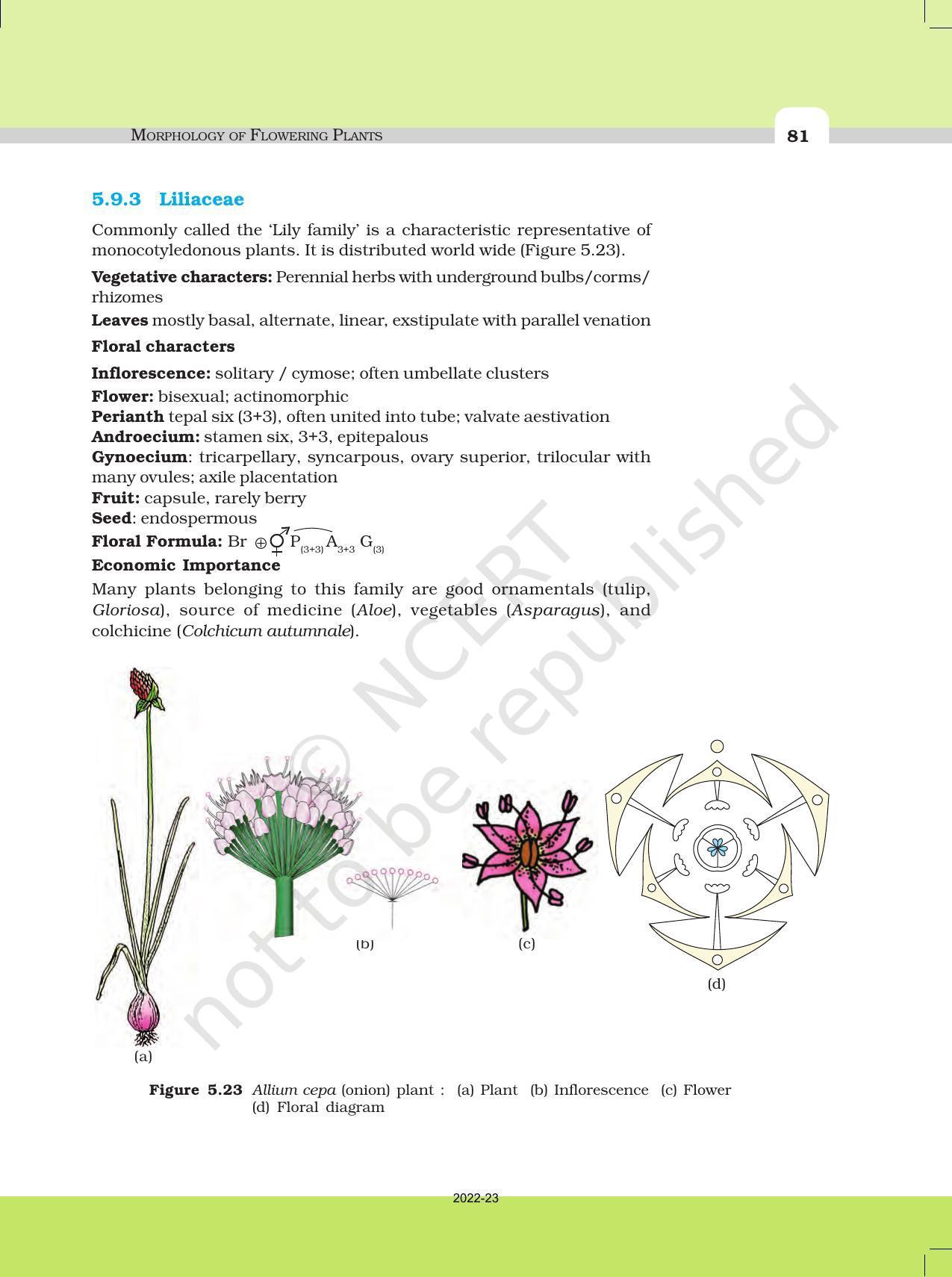 NCERT Book For Class 11 Biology Chapter 5 Morphology