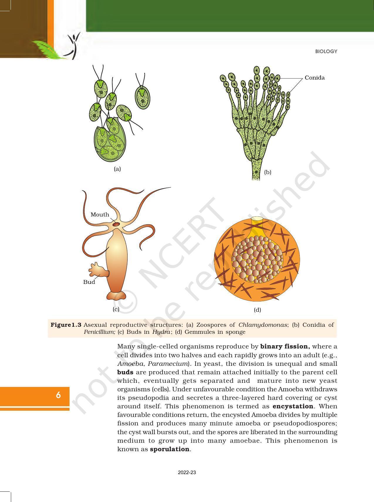 Ncert Book For Class 12 Biology Chapter 1 Reproduction In Organisms