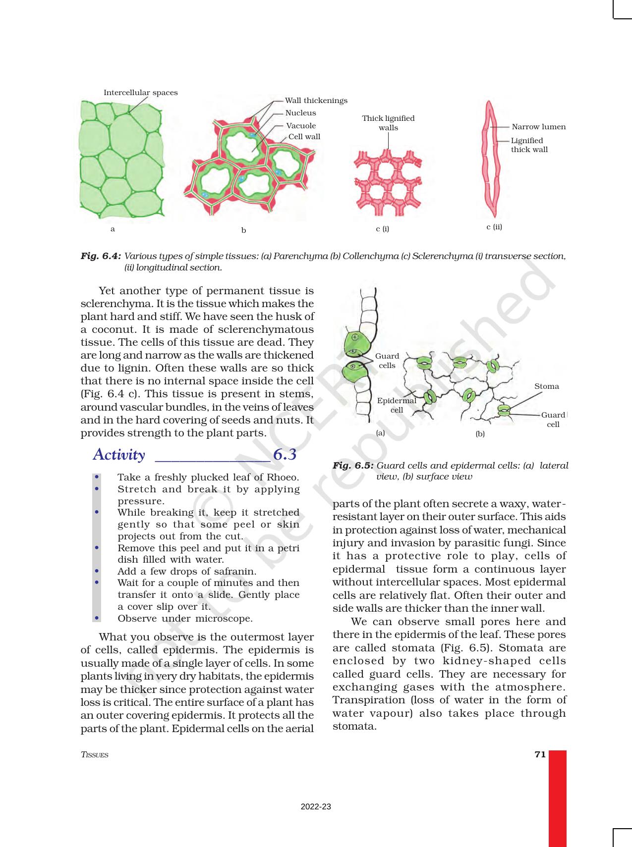 NCERT Book for Class 9 Science Chapter 6 Tissues - Page 4