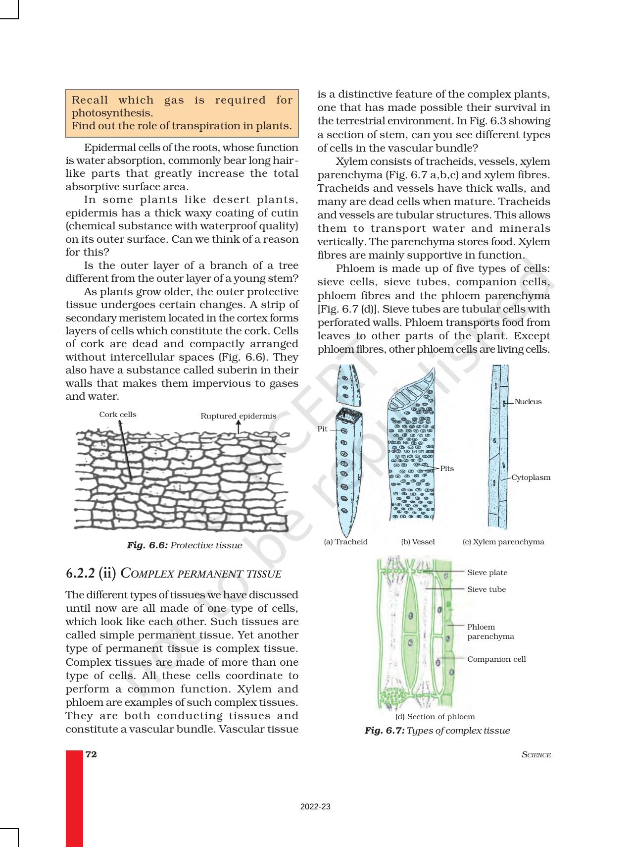 NCERT Book for Class 9 Science Chapter 6 Tissues - Page 5