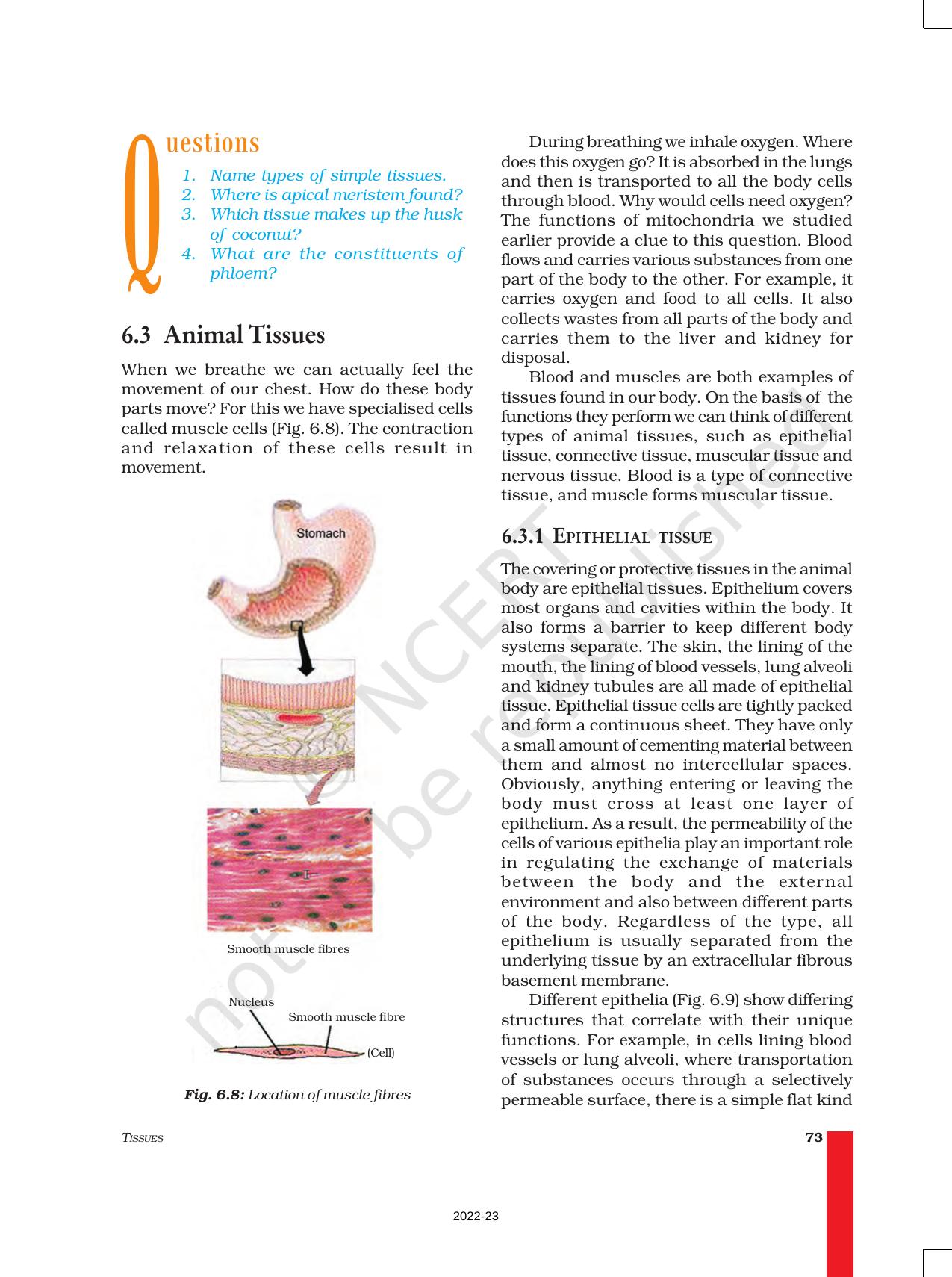 NCERT Book for Class 9 Science Chapter 6 Tissues - Page 6