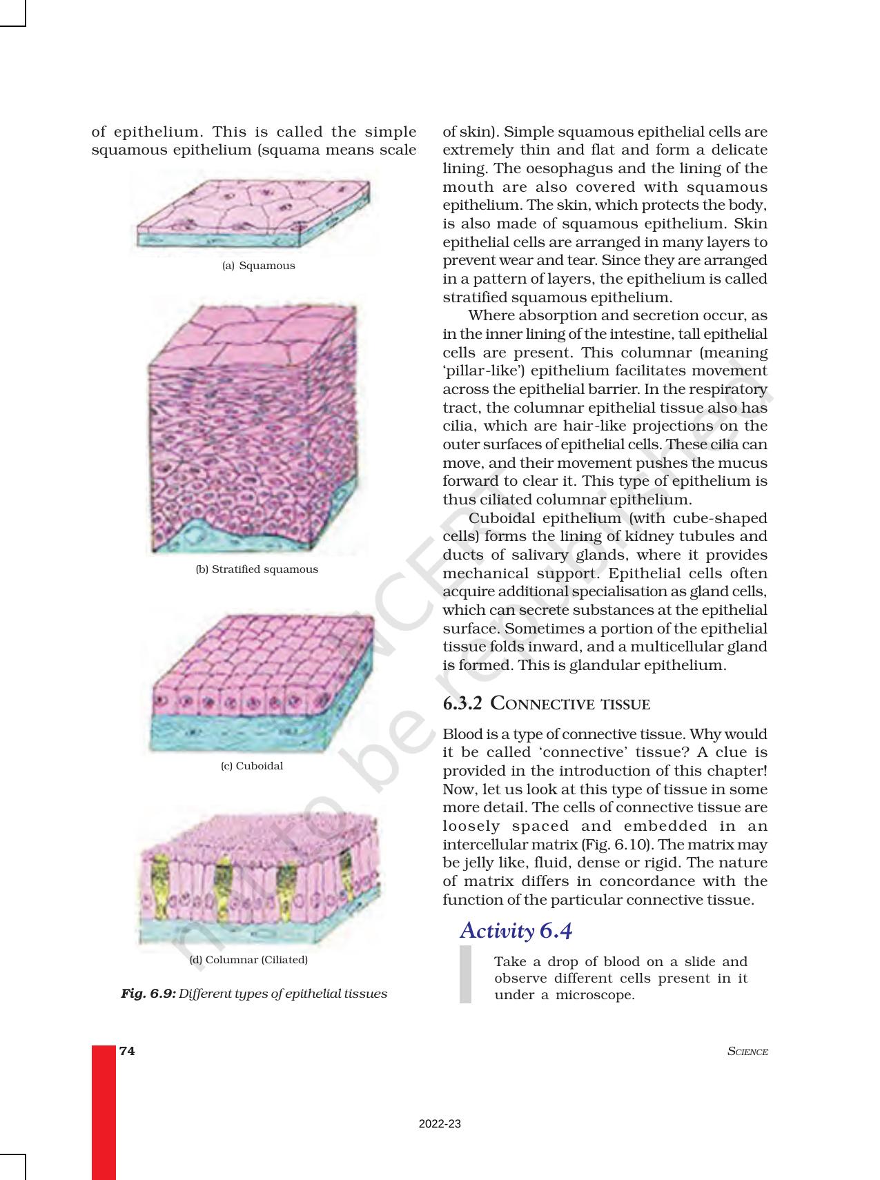 NCERT Book for Class 9 Science Chapter 6 Tissues - Page 7