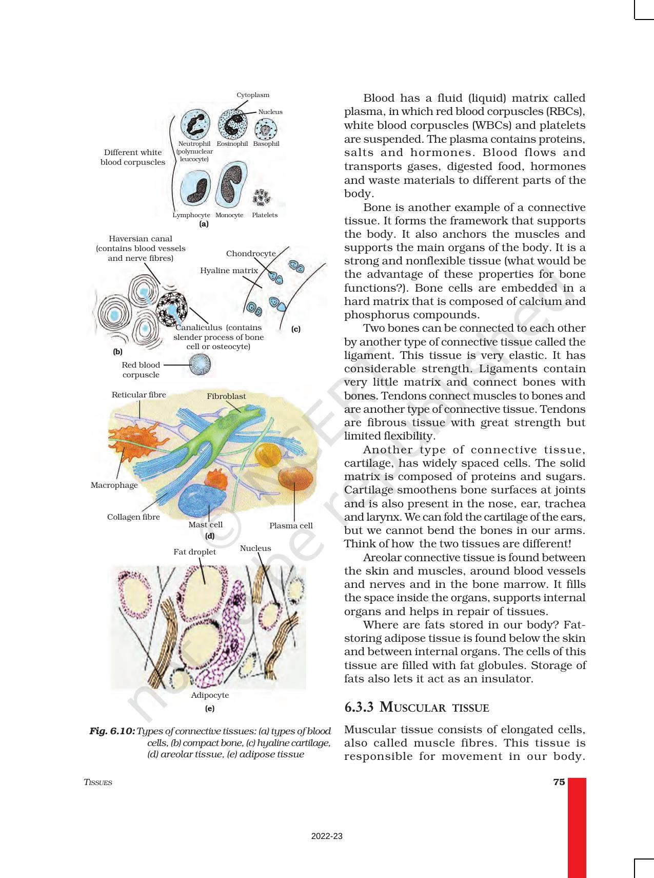 NCERT Book for Class 9 Science Chapter 6 Tissues - Page 8