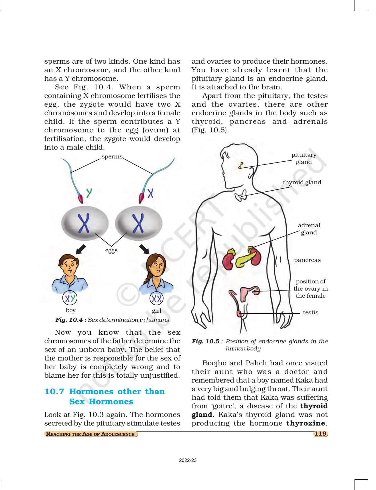 NCERT Book for Class 8 Science Chapter 10 Reaching the Age of Adolescence - Page 7