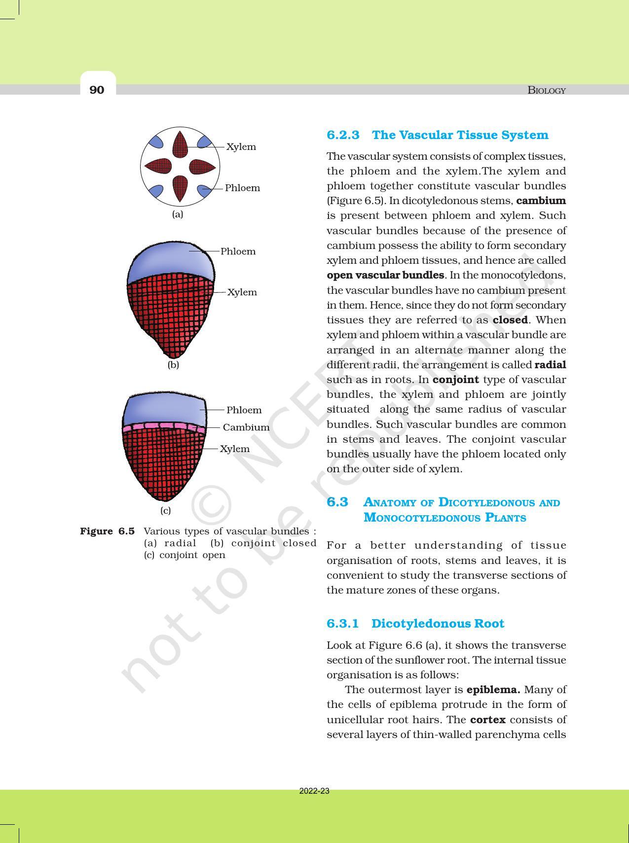 NCERT Book For Class 11 Biology Chapter 6 Anatomy Of Flowering