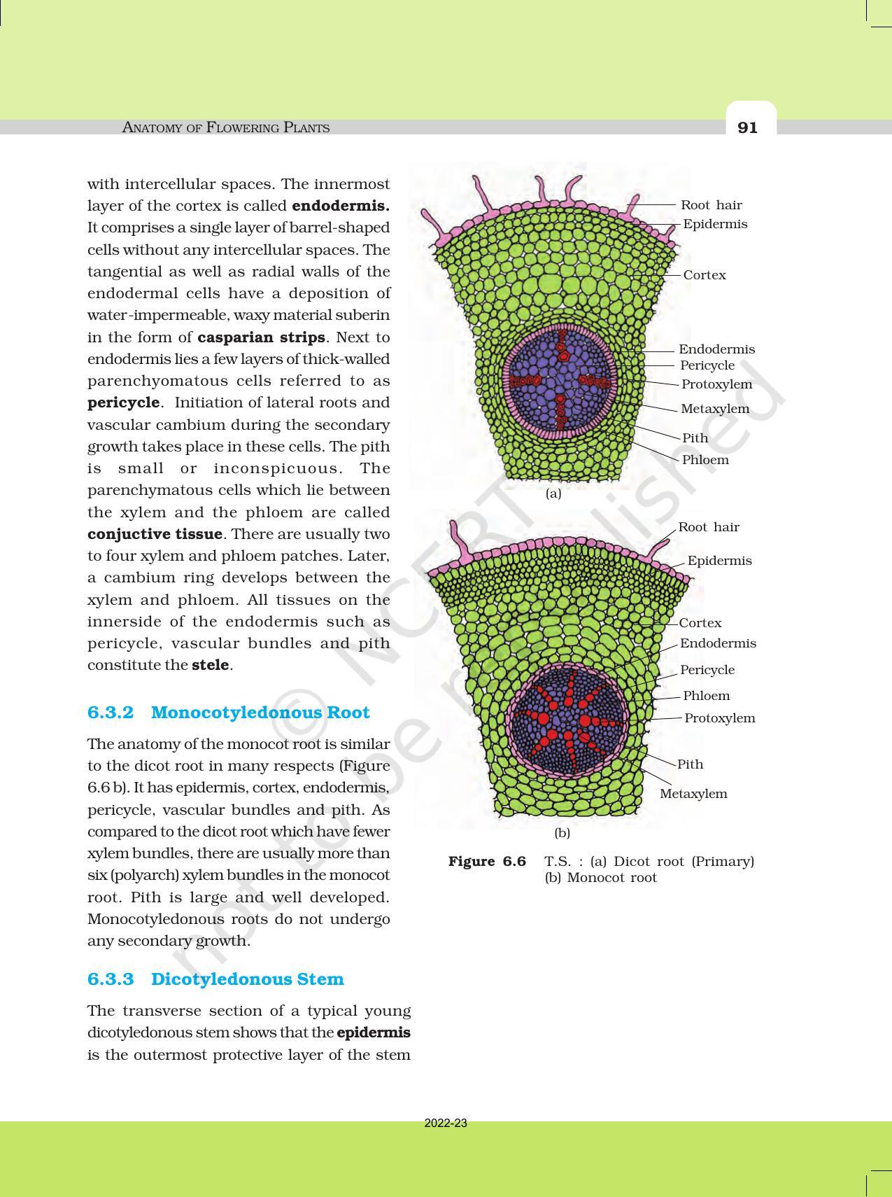 NCERT Book For Class 11 Biology Chapter 6 Anatomy Of Flowering