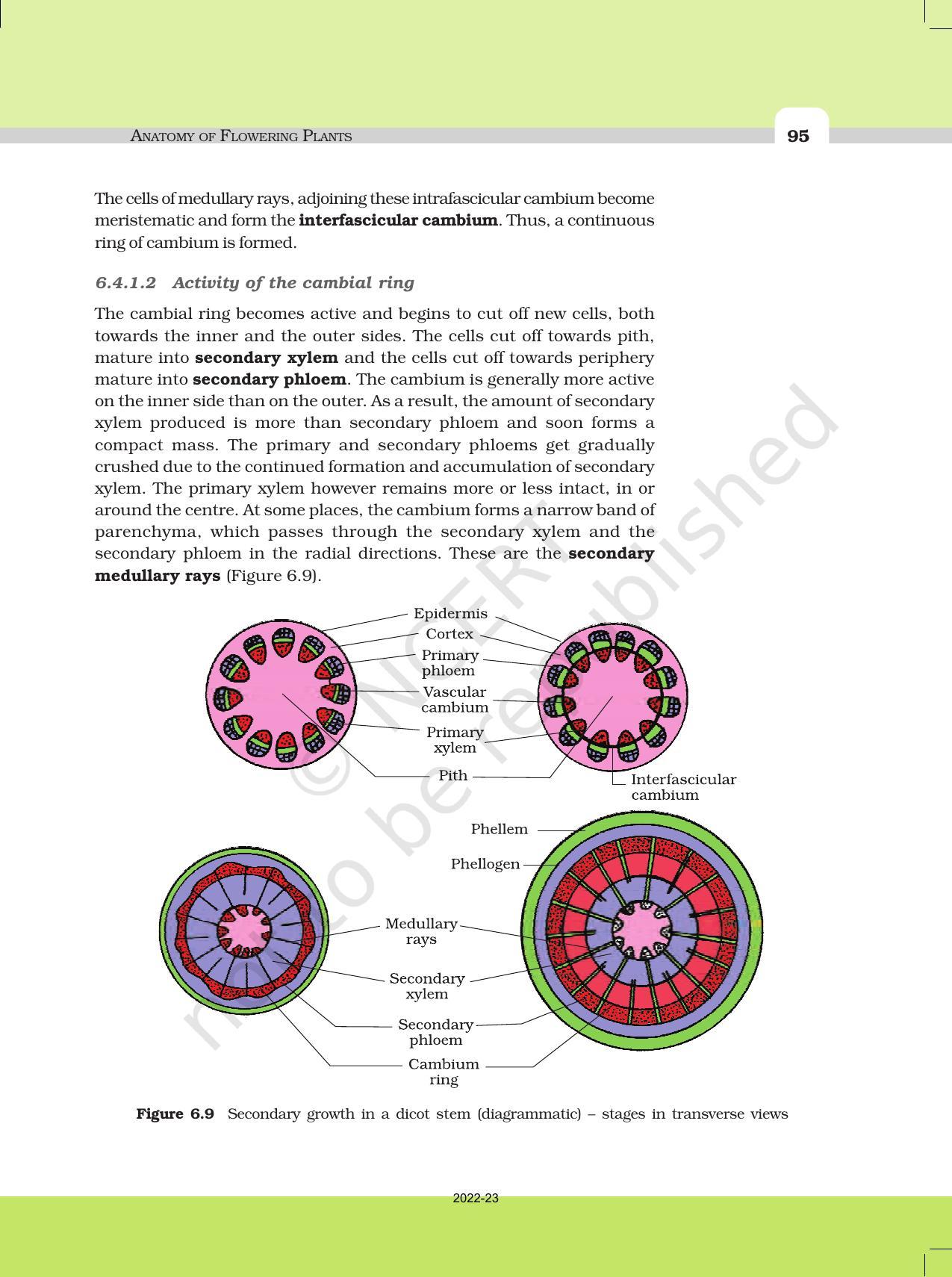 NCERT Book For Class 11 Biology Chapter 6 Anatomy Of Flowering