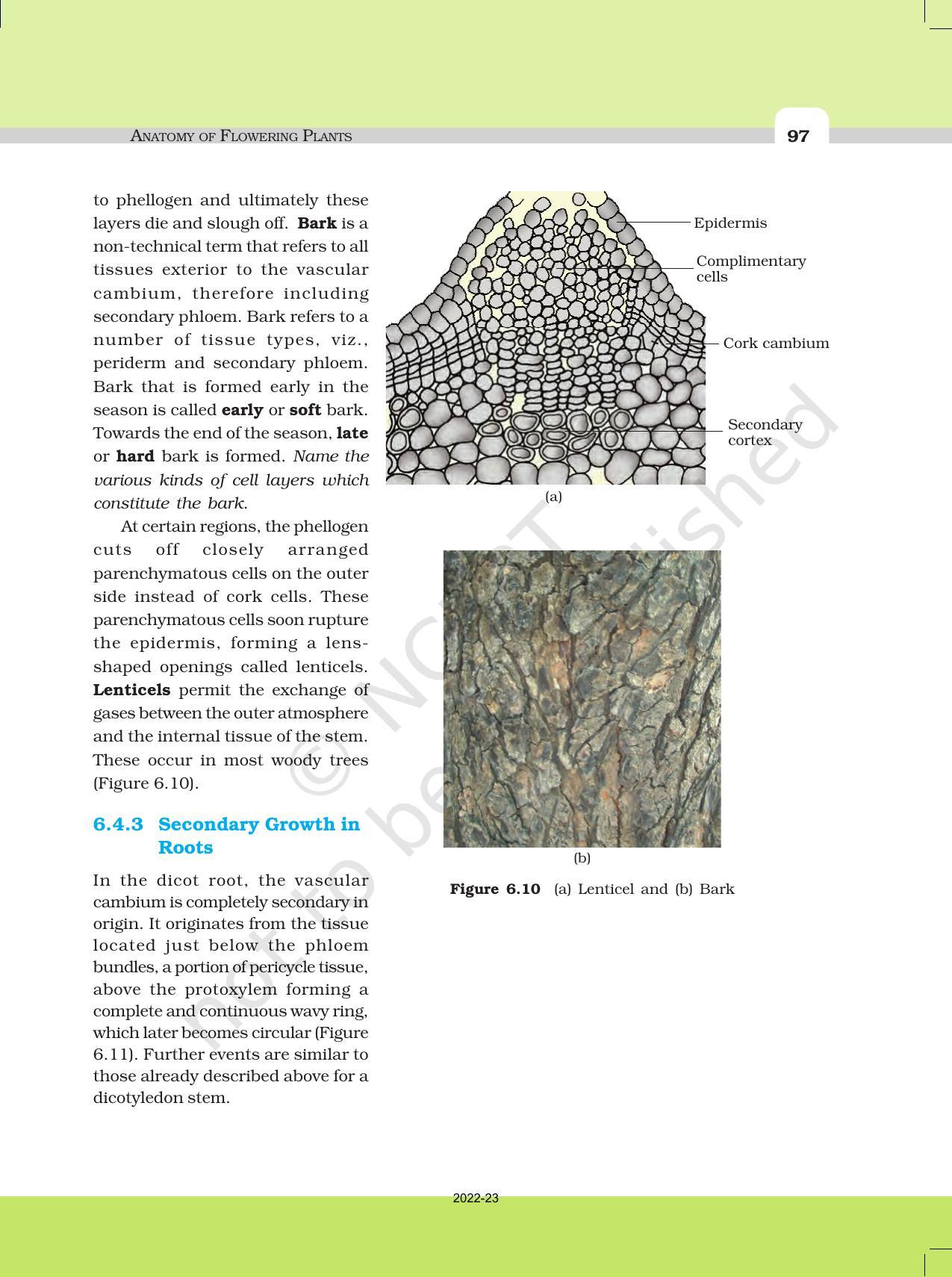 NCERT Book For Class 11 Biology Chapter 6 Anatomy Of Flowering