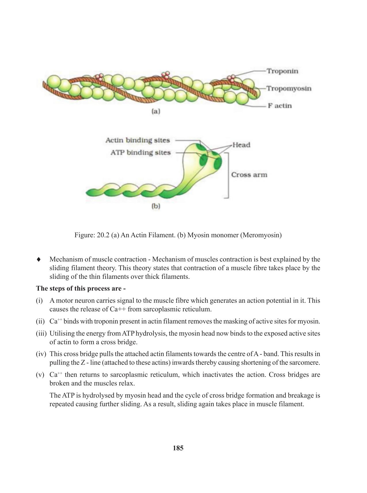 Tripura Board Class 11 Biology English Version Workbooks - Page 185