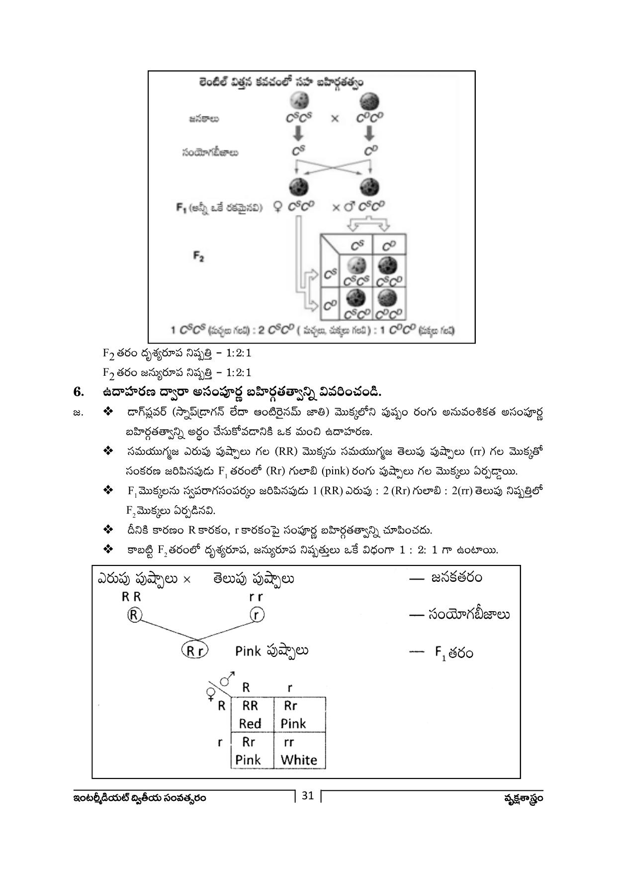 TS SCERT Inter 2nd Year Botany Path 1 (Telugu Medium) Text Book - Page 32