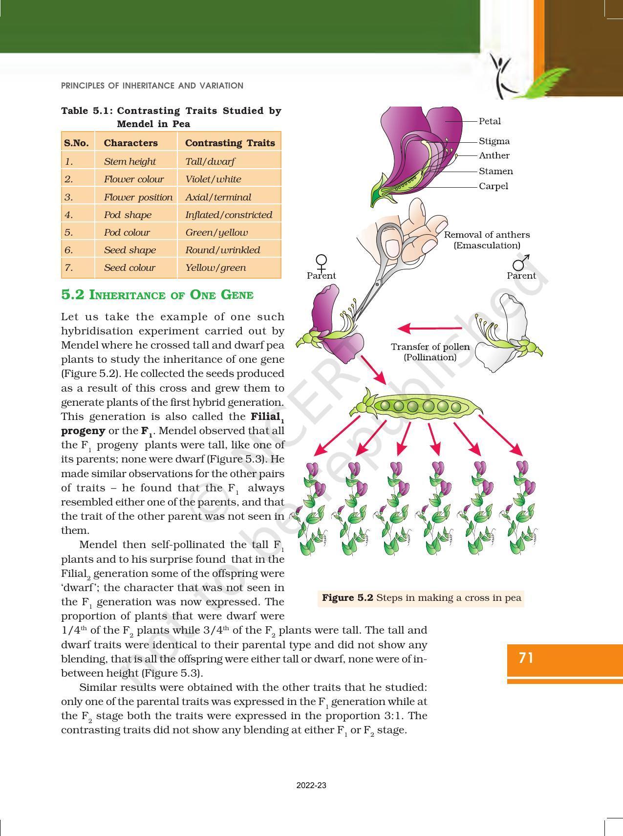 NCERT Book for Class 12 Biology Chapter 5 Principles of Inheritance and Variation - Page 5