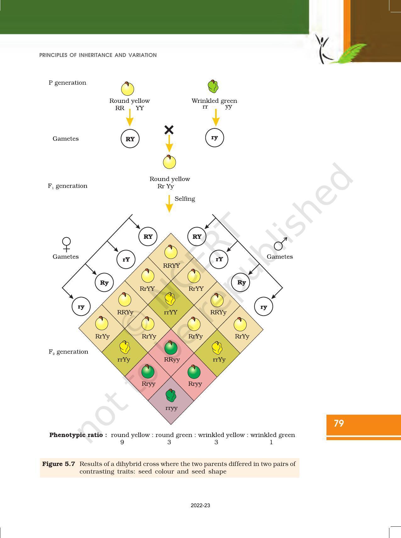 NCERT Book for Class 12 Biology Chapter 5 Principles of Inheritance and Variation - Page 13