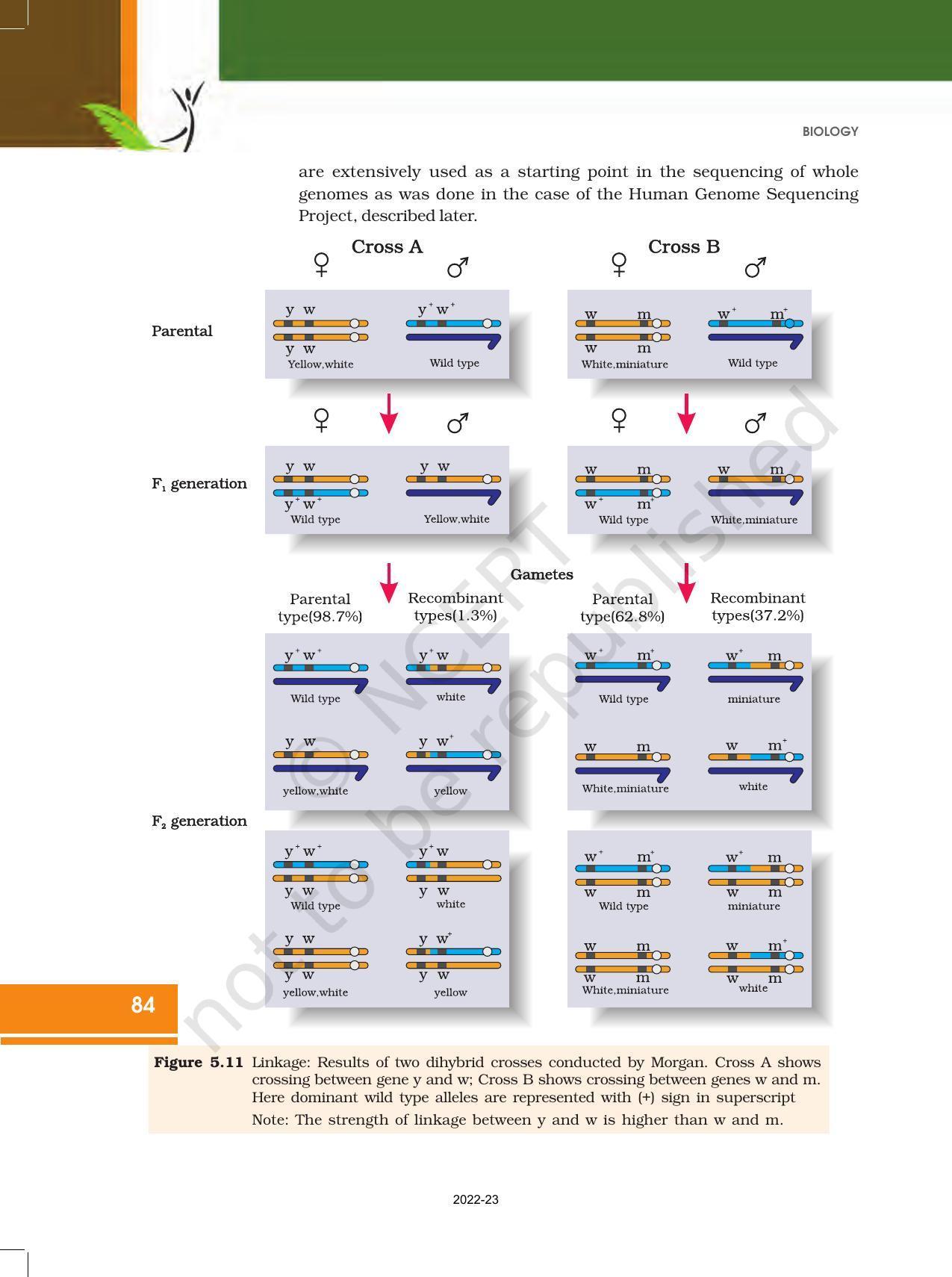 NCERT Book for Class 12 Biology Chapter 5 Principles of Inheritance and Variation - Page 18