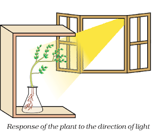 NCERT Solutions for Class 10th Science: Chapter 7 Control and Coordination Que. 6