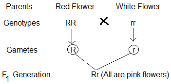 NCERT Solutions for 12th Class Biology: Chapter 5-Principle and Inheritance of variation Que.13
