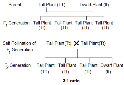 NCERT Solutions for 12th Class Biology: Chapter 5-Principle and Inheritance of variation Que. 3