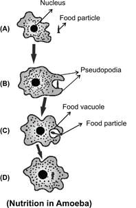 NCERT Solutions for 9th Class Science : Chapter 5 The Fundamental Unit of Life Que.7