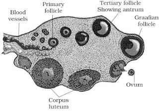 NCERT Solutions for 12th Class Biology: Chapter 3-Human Reproduction