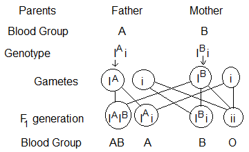 NCERT Solutions for 12th Class Biology: Chapter 5-Principle and Inheritance of variation Que.12