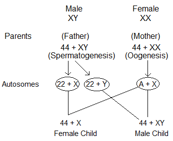 NCERT Solutions for 12th Class Biology: Chapter 5-Principle and Inheritance of variation Que.11