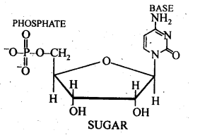 NCERT Solutions for 12th Class Chemistry:Chapter 14-Biomolecules Ex. 14.22