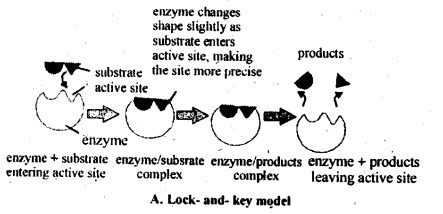 NCERT Solutions for 12th Class Chemistry: Chapter 5-Surface Chemistry Ex.5.13