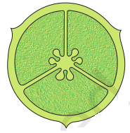 NCERT Solutions for 11th Class Biology: Chapter 5-Morphology of Flowering Plants Que. 10