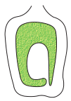NCERT Solutions for 11th Class Biology: Chapter 5-Morphology of Flowering Plants Que. 10