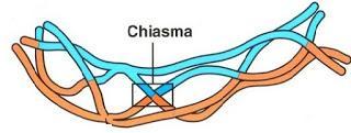 Chiasmata NCERT Solutions for 11th Class Biology: Chapter 10-Cell Cycle and Cell Division Que. 7