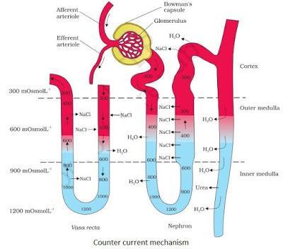 NCERT Solutions for 11th Class Biology: Chapter 19-Excretory Products and their Elimination Que. 5