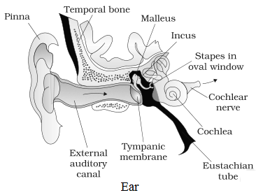 NCERT Solutions for 11th Class Biology: Chapter 21-Neural Control and Coordination Que. 4