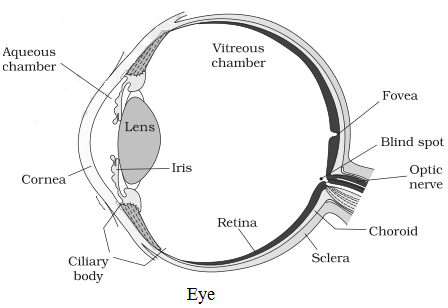 NCERT Solutions for 11th Class Biology: Chapter 21-Neural Control and Coordination Que. 4