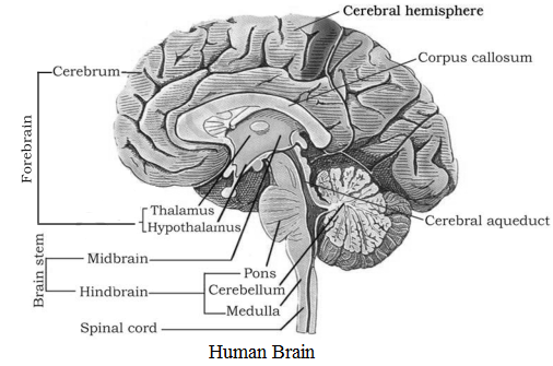 NCERT Solutions for 11th Class Biology: Chapter 21-Neural Control and Coordination Que. 4