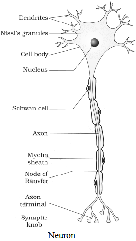 NCERT Solutions for 11th Class Biology: Chapter 21-Neural Control and Coordination Que. 4