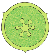 NCERT Solutions for 11th Class Biology: Chapter 5-Morphology of Flowering Plants Que. 10
