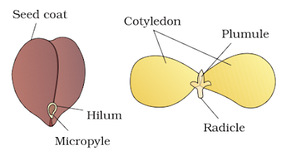 NCERT Solutions for 11th Class Biology: Chapter 5-Morphology of Flowering Plants Que. 7