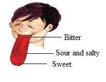 NCERT Solutions for 5th Class Environmental Studies Chapter 3-From Tasting to Digesting