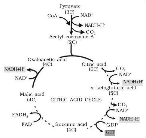 NCERT Solutions for 11th Class Biology: Chapter 14-Respiration in Plants Que. 5