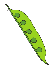 NCERT Solutions for 11th Class Biology: Chapter 5-Morphology of Flowering Plants Que. 10