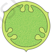 NCERT Solutions for 11th Class Biology: Chapter 5-Morphology of Flowering Plants Que. 10