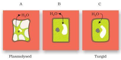 NCERT Solutions for 11th Class Biology: Chapter 11-Transport in Plants Que. 8